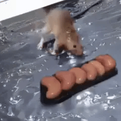 Lot de 2 Pièces — Piège Collant Géant Anti-Souris & Rats | 1m20 × 28cm